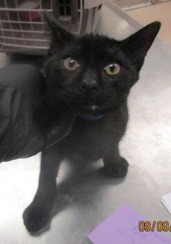 (631) -  Domestic Short Hair Cat for Adoption in Marietta, Georgia - (631) | PetCurious