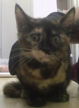Rory -  Domestic Short Hair Cat for Adoption in Dayton, Minnesota - Rory | PetCurious