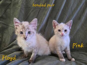 KITTENS- Pink and Floyd -  Ragdoll and Siamese Cat for Adoption in Granby, Connecticut - KITTENS- Pink And Floyd | PetCurious