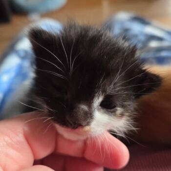 Domestic Short Hair Cats Available for Adoption in Moses Lake, Washington - Mia - Calypso | PetCurious