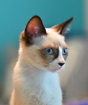 S - Spice -  Siamese Cat for Adoption in Falmouth, Maine - S - Spice | PetCurious