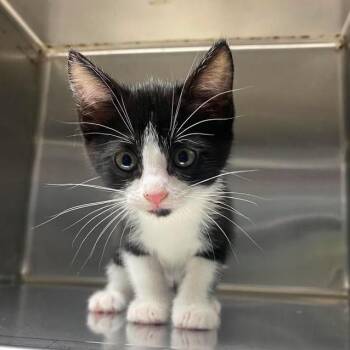 Domestic Short Hair Cats Available for Adoption in Leander, Texas - Liberty | PetCurious