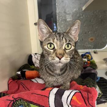 Maeve -  Domestic Short Hair Cat for Adoption in Oak Brook, Illinois - Maeve | PetCurious