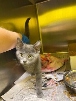 Weeble Wobble -  Domestic Short Hair Cat for Adoption in Jackson, Tennessee - Weeble Wobble | PetCurious