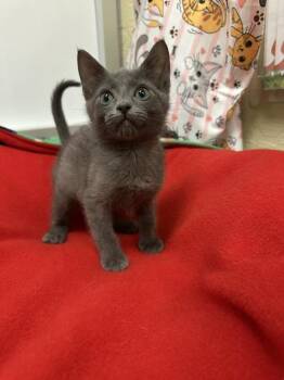 Carbon -  Russian Blue Cat for Adoption in Parlier, California - Carbon | PetCurious