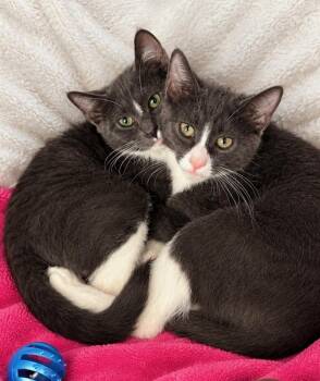 Kilian and Karlos -  Domestic Short Hair Cat for Adoption in Lenexa, Kansas - Kilian And Karlos | PetCurious