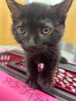 Lunar -  Domestic Short Hair Cat for Adoption in Hartsville, South Carolina - Lunar | PetCurious