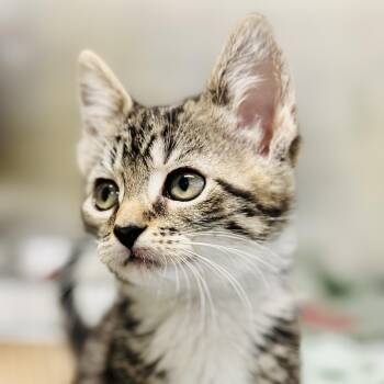 April  -  Domestic Short Hair Cat Available for Adoption in Jackson Township, New Jersey - April  | PetCurious
