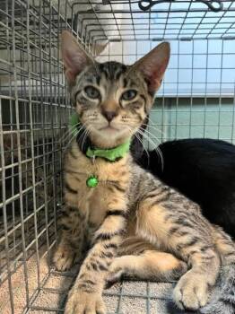 Domestic Short Hair Cats Available for Adoption in Jacksonville, Florida - TABBY THE HUTT | PetCurious