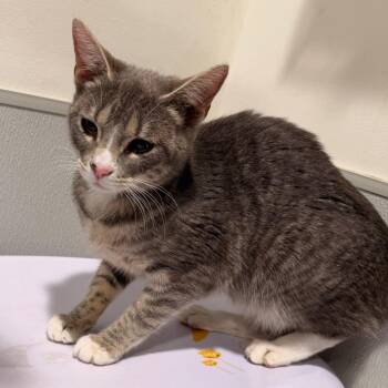 Mika -  Domestic Short Hair Cat for Adoption in Tampa, Florida - Mika | PetCurious