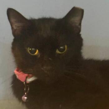 Maxine Hudson -  Domestic Short Hair Cat for Adoption in Merrifield, Virginia - Maxine Hudson | PetCurious