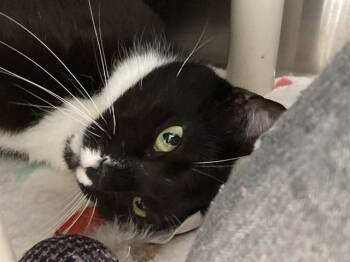 Domestic Short Hair Cats Available for Adoption in Tustin, California - DINO | PetCurious