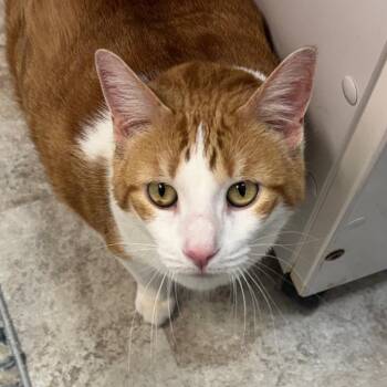Miss Ginger -  Domestic Short Hair Cat for Adoption in Peoria, Illinois - Miss Ginger | PetCurious
