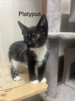 American Shorthair Cats Available for Adoption in Emerald Isle, North Carolina - Platypus | PetCurious