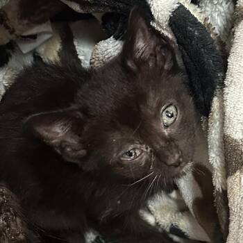 Domestic Short Hair Cats Available for Adoption in Roanoke, Virginia - Boda | PetCurious