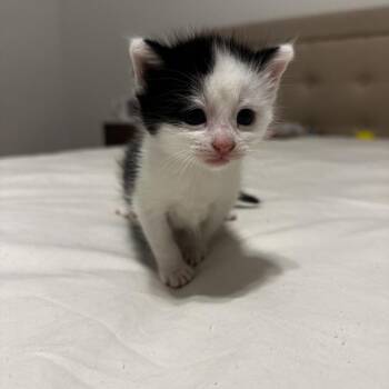 Domestic Medium Hair Cats Available for Adoption in St. Louis, Missouri - Tavi Kit | PetCurious