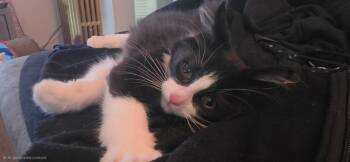Luke -  Domestic Medium Hair Cat Available for Adoption in New York, New York - Luke | PetCurious