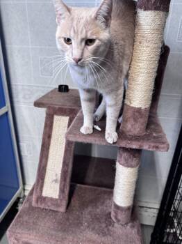 Sunny Delight -  Domestic Short Hair Cat for Adoption in Hoopeston, Illinois - Sunny Delight | PetCurious