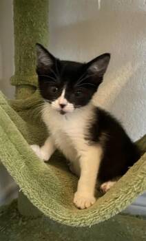 DE LA ROSE -  Domestic Short Hair Cat for Adoption in Killeen, Texas - DE LA ROSE | PetCurious
