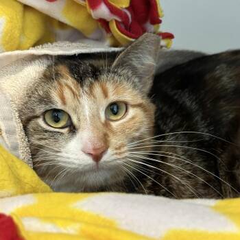 Lettie -  Domestic Short Hair Cat for Adoption in Matteson, Illinois - Lettie | PetCurious