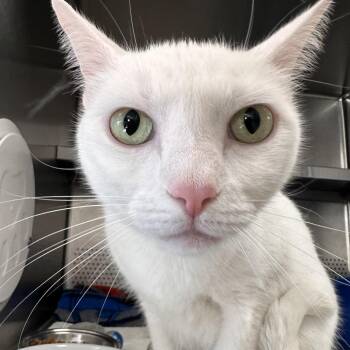 Mushka -  Domestic Short Hair Cat for Adoption in Sarasota, Florida - Mushka | PetCurious