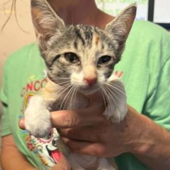 Dempsey -  Domestic Short Hair Cat for Adoption in Stephenville, Texas - Dempsey | PetCurious