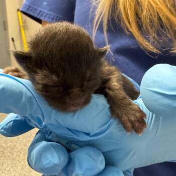 Domestic Short Hair Cats Available for Adoption in Greenville, South Carolina - Ferb | PetCurious