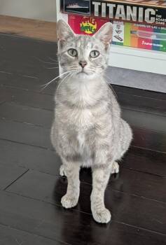 Domestic Short Hair Cats Available for Adoption in O