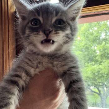 Brimstone -  Domestic Short Hair Cat for Adoption in Candler, North Carolina - Brimstone | PetCurious