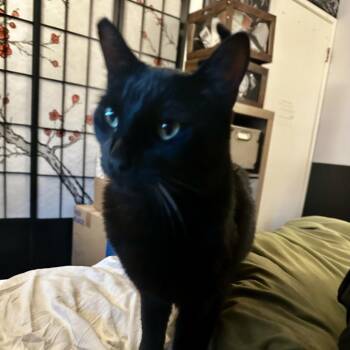 Ronald -  American Shorthair Cat for Adoption in Hemet, California - Ronald | PetCurious