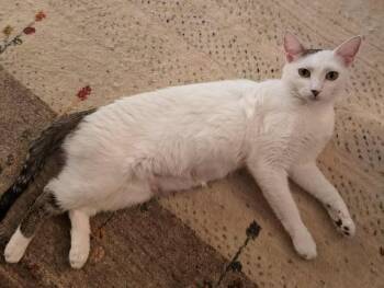 Rescue Domestic Short Hair Cats for Adoption in Plymouth, Minnesota - Lucia | PetCurious