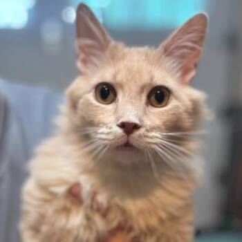 Diesel -  Domestic Long Hair Cat for Adoption in Newburgh, New York - Diesel | PetCurious