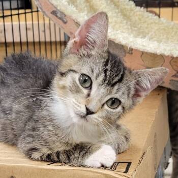 Rescue Domestic Short Hair Cats for Adoption in Pennsville Township, New Jersey - Onyx | PetCurious