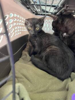 Domestic Short Hair Cats Available for Adoption in Palmetto, Florida - A136690 | PetCurious