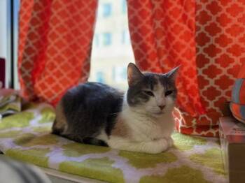 Rescue Dilute Calico and Domestic Short Hair Cats for Adoption in Philadelphia, Pennsylvania - Luna Lovegood (special Needs) | PetCurious