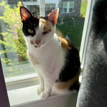 Rescue Domestic Short Hair Cats for Adoption in Richmond, Virginia - Illumination | PetCurious