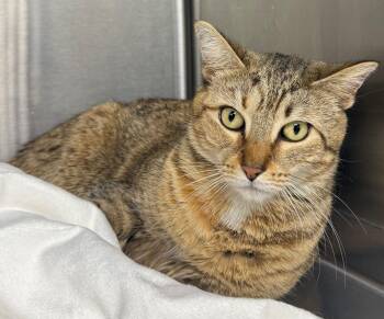 Domestic Short Hair Cats Available for Adoption - Sibel | PetCurious