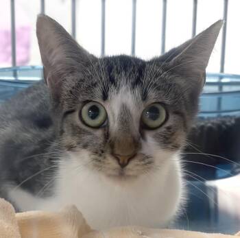 Knuckles -  Domestic Short Hair Cat for Adoption in Smithfield, North Carolina - Knuckles | PetCurious