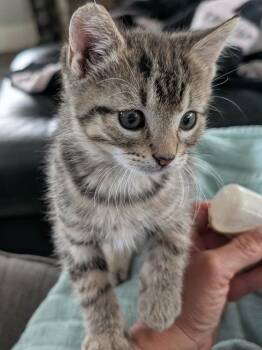 Lincoln -  Domestic Medium Hair Cat for Adoption in Emporia, Kansas - Lincoln | PetCurious
