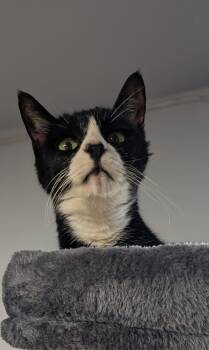 Rescue Domestic Short Hair Cats for Adoption in Chuckey, Tennessee - Oreo NJ | PetCurious