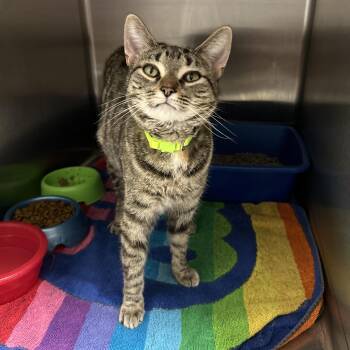 Torbie Cats Available for Adoption in La Grange Park, Illinois - Duchess | PetCurious
