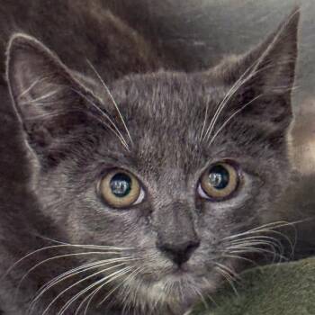 Noble -  Domestic Short Hair Cat for Adoption in Kennebunk, Maine - Noble | PetCurious