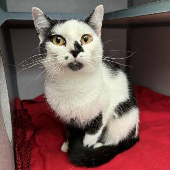 Rescue Domestic Short Hair Cats for Adoption in Waterloo, Iowa - Miami | PetCurious