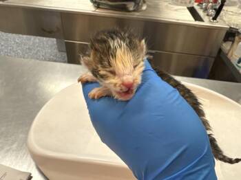 A1931247 -  Domestic Short Hair Cat for Adoption in Thousand Palms, California - A1931247 | PetCurious