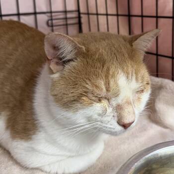 Trent -  Domestic Short Hair Cat for Adoption in Clifton, New Jersey - Trent | PetCurious