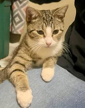 Rescue Tabby and Domestic Short Hair Cats for Adoption in Overland Park, Kansas - Faith | PetCurious
