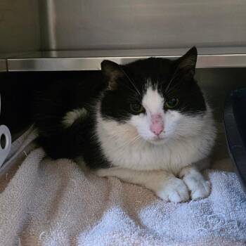 Roman -  Domestic Medium Hair Cat Available for Adoption in Bristol, Indiana - Roman | PetCurious