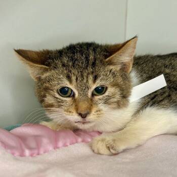 Rescue Domestic Short Hair Cats for Adoption in Matteson, Illinois - Maya | PetCurious