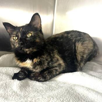 Sally -  Domestic Short Hair Cat for Adoption in Warrensburg, Missouri - Sally | PetCurious