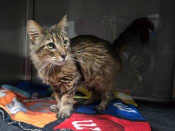 Sadie -  Domestic Long Hair Cat for Adoption in Dickson, Tennessee - Sadie | PetCurious